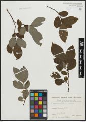 Salix appendiculata Vill. x Salix caprea L.